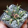 ARIOCARPUS agavoides PP 208, Tula ex Pavlík. 5 cm pot, 10 years old seedling