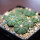 AZTEKIUM ritteri, 1,2 - 2 cm, 6,5 cm pot, 9 x SEEDLINGS