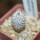 MAMMILLARIA perezdelarosae ssp. andersoniana f. nova long spines GCG 12621, seedling