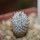 MAMMILLARIA perezdelarosae ssp. andersoniana f. nova long spines GCG 12621, seedling