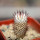 MAMMILLARIA perezdelarosae ssp. andersoniana f. nova long spines GCG 12621, seedling