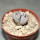 MAMMILLARIA perezdelarosae ssp. andersoniana f. nova long spines GCG 12621, offseting seedling