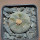 LOPHOPHORA williamsii PP 869, Sierra de la Paila ex Pavlik, 5 cm pot, SEEDLING