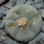 LOPHOPHORA williamsii PP 869, Sierra de la Paila ex Pavlik, 5 cm pot, SEEDLING