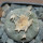 LOPHOPHORA williamsii PP 869, Sierra de la Paila ex Pavlik, 5 cm pot, SEEDLING