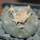 LOPHOPHORA williamsii PP 869, Sierra de la Paila ex Pavlik, 5 cm pot, SEEDLING