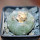 LOPHOPHORA williamsii PP 869, Sierra de la Paila ex Pavlik, 5 cm pot, SEEDLING