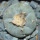 LOPHOPHORA williamsii PP 869, Sierra de la Paila ex Pavlik, 5 cm pot, SEEDLING