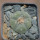 LOPHOPHORA williamsii PP 869, Sierra de la Paila ex Pavlik, 5 cm pot, SEEDLING