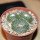 BLOSSFELDIA pedicellata var. tominense KK 1525, 6 cm pot, 3x seedlings