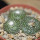 BLOSSFELDIA pedicellata var. tominense KK 1525, 6 cm pot, 3x seedlings