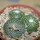 BLOSSFELDIA pedicellata var. tominense KK 1525, 6 cm pot, 3x seedlings