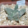 ARIOCARPUS retusus var. scapharostroides LH 437, Cerritos, SLP., 6 cm pot, 10 years old seedling