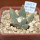 ARIOCARPUS retusus var. scapharostroides LH 437, Cerritos, SLP., 6 cm pot, 10 years old seedling