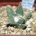 ARIOCARPUS retusus var. scapharostroides LH 437, Cerritos, SLP., 6 cm pot, 10 years old seedling