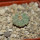 AZTEKIUM ritteri, 1 plant, 1,6 cm, one 5 cm pot, SEEDLING