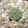 AZTEKIUM ritteri, 1 plant, 1,5 cm, one 5 cm pot, SEEDLING