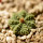 AZTEKIUM ritteri, 1 plant, 1,5 cm, one 5 cm pot, SEEDLING