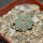 AZTEKIUM ritteri, 1 plant, 1,6 cm, one 5 cm pot, SEEDLING