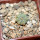 AZTEKIUM ritteri, 1 plant, 1,5 cm, one 5 cm pot, SEEDLING