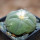 LOPHOPHORA diffusa var. swobodaiana JJH 0010296, Intronque, 5 cm pot