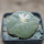 LOPHOPHORA diffusa var. swobodaiana JJH 0010296, Intronque, 5 cm pot