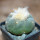 LOPHOPHORA diffusa var. swobodaiana JJH 0010296, Intronque, 5 cm pot