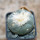 LOPHOPHORA diffusa var. swobodaiana JJH 0010296, Intronque, 5 cm pot