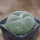 LOPHOPHORA diffusa var. swobodaiana JJH 0010296, Intronque, 5 cm pot