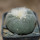 LOPHOPHORA diffusa var. swobodaiana JJH 0010296, Intronque, 5 cm pot