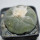 LOPHOPHORA diffusa var. swobodaiana JJH 0010296, Intronque, 5 cm pot