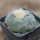 LOPHOPHORA diffusa var. swobodaiana JJH 0010296, Intronque, 5 cm pot