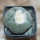 LOPHOPHORA diffusa var. swobodaiana JJH 0010296, Intronque, 5 cm pot