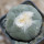 LOPHOPHORA diffusa var. swobodaiana JJH 0010296, Intronque, 5 cm pot