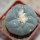 LOPHOPHORA diffusa var. swobodaiana JJH 0010296, Intronque, 6 cm pot