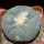 LOPHOPHORA diffusa var. swobodaiana JJH 0010296, Intronque, 6 cm pot