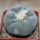 LOPHOPHORA diffusa var. swobodaiana JJH 0010296, Intronque, 6 cm pot