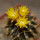 UEBELMANNIA buiningii, illustrative photo