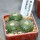 BLOSSFELDIA fechseri, 5 cm pot, 3 x seedlings