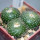 BLOSSFELDIA fechseri, 5 cm pot, 3 x seedlings
