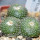 BLOSSFELDIA fechseri, 5 cm pot, 3 x seedlings