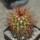 MELOCACTUS nagyi RBK 22.1, Cuba, 3,7 cm SEEDLING