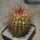 MELOCACTUS nagyi RBK 22.1, Cuba, 3,7 cm SEEDLING