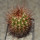 MELOCACTUS nagyi RBK 22.1, Cuba, 3,7 cm SEEDLING