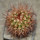 MELOCACTUS nagyi RBK 22.1, Cuba, 3,7 cm SEEDLING