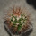 MELOCACTUS nagyi RBK 22.1, Cuba, 4 cm SEEDLING