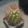 MELOCACTUS nagyi RBK 22.1, Cuba, 4 cm SEEDLING