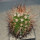 MELOCACTUS nagyi RBK 22.1, Cuba, 4 cm SEEDLING