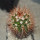 MELOCACTUS nagyi RBK 22.1, Cuba, 6,5 cm SEEDLING