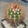 MELOCACTUS nagyi RBK 22.1, Cuba, 6,5 cm SEEDLING